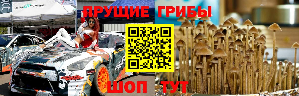Новосибирск  Галлюциногенные грибы Psilocybe  Вход с VPN  даркнет сайт  Галлюциногенные грибы ЛСД 